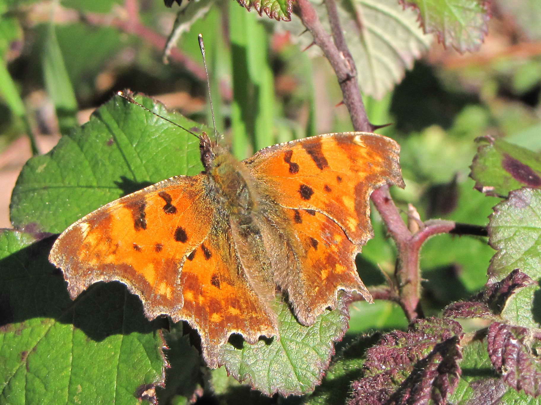 polygonia farfalla - Polygonia c-album